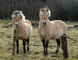 poneys Fjords