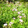 Prairie à Géranium des bois