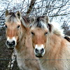 Poneys Fjords