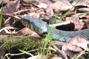 Couleuvre à collier