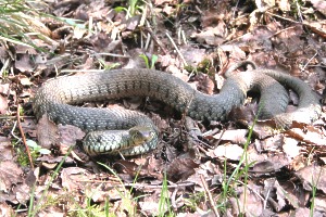 Couleuvre  collier