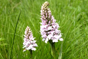 Orchis tachet