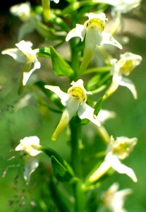 Platanthre des montagnes - fleurs