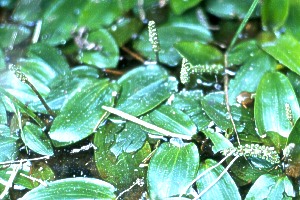 Potamot  feuilles de renoue