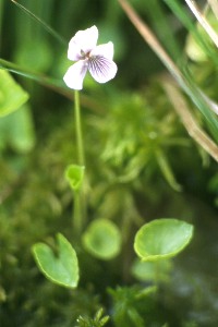 Violette des marais